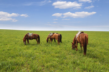 horses are eating grass on the grassland
