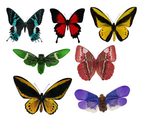 seven tropical butterflies on white