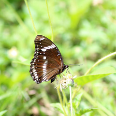 Fototapeta na wymiar butterfly seeking nectar on a flower