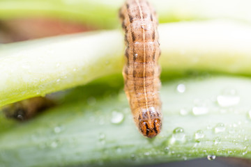 Raupe auf einem Blatt