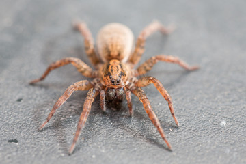 Spinne