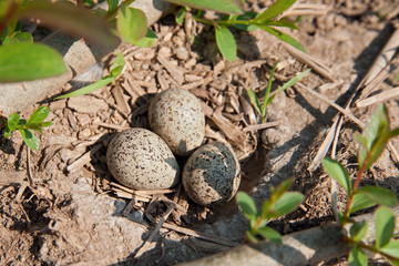 Flussregenpfeifernest