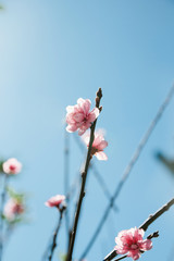 Himalayan Cherry (Prunus cerasoides) blooming at Doi Inthanon National Park Chiang Mai, Thailand. In Thailand we call 'Nang Paya Sua Krong' it mean 'Queen of royal tiger'