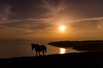 夕日と野生馬のシルエット