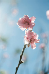 Fototapeta premium Himalayan Cherry (Prunus cerasoides) blooming at Doi Inthanon National Park Chiang Mai, Thailand. In Thailand we call 'Nang Paya Sua Krong' it mean 'Queen of royal tiger'