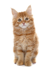 Fototapeta premium maine coon kitten