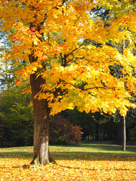 bright yellow maple tree on sunny autumn day