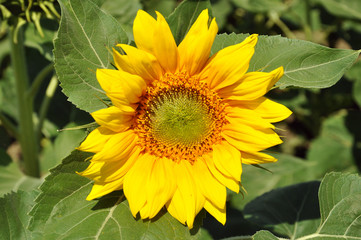 sonnenblume