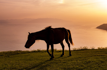 夕暮れの野生馬