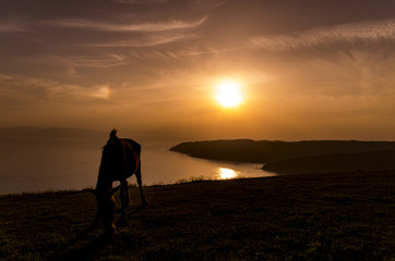 夕日と野生馬のシルエット