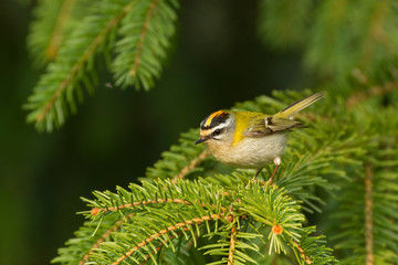 Sommergoldhähnchen