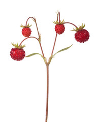 four dark red isolated wild strawberries