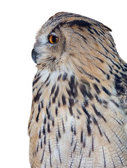 big eagle-owl isolated on white