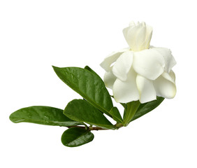 White Gardenia on white background