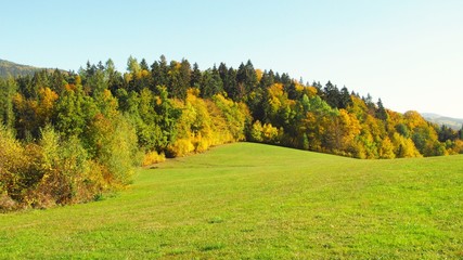 colorful forest with yellow, green and orange trees and meadow on sunny autumn day