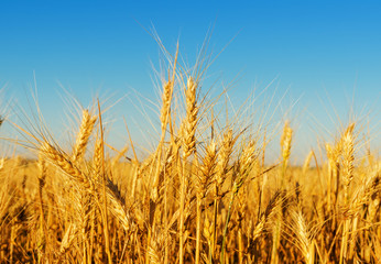 Obraz premium golden harvest in sunset light