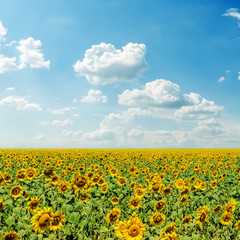 Fototapeta premium clouds in blue sky and field with sunflowers