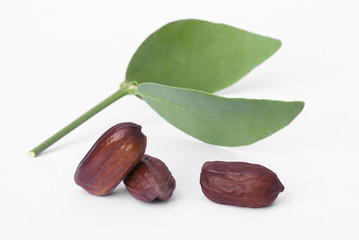 Jojoba (Simmondsia chinensis) leaves and seeds