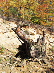stump of an old tree under the rock in autumn