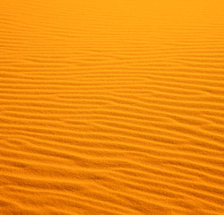 Fototapeta na wymiar in the yellow desert of morocco lonely dune hill