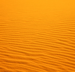 in the yellow desert of morocco lonely   dune hill