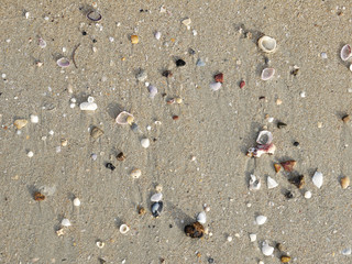 Sea shells on sand. Summer beach background. Top view