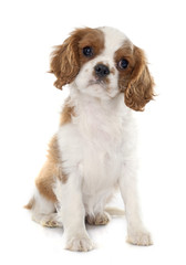 puppy cavalier king charles