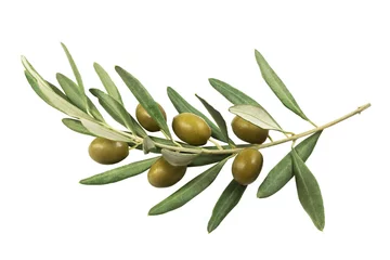 Keuken spatwand met foto Olijftak met groene olijven op een witte geïsoleerde achtergrond © vesta48