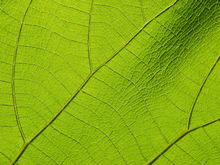 Fototapeta na wymiar close up pattern of green teak leaf
