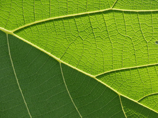 Obraz premium close up pattern of green teak leaf