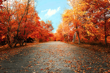 Beautiful autumnal park