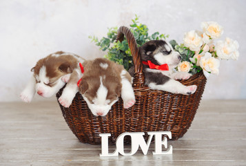 Little cute Siberian Husky puppies sleeping in a basket with wooden love sign in front