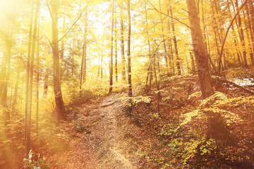 Obraz premium Autumn mountain forest