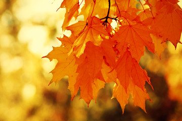 Naklejka na ściany i meble Beautiful autumn maple leaves on tree in park
