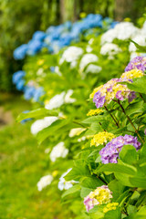 カラフルな紫陽花