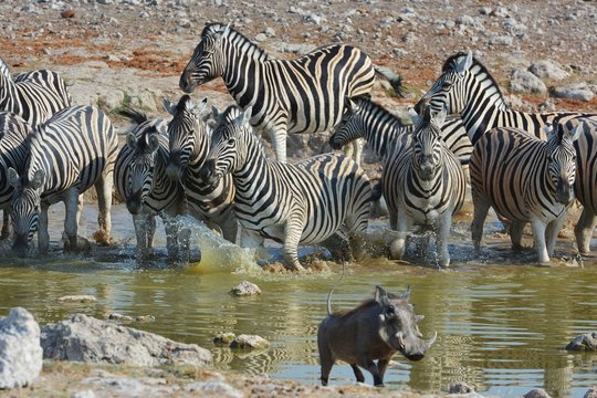 Steppenzebras (Equus Quagga) am Wasserloch im Etosha Nationalpark
