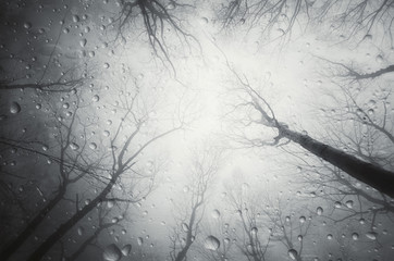 rain drops in forest