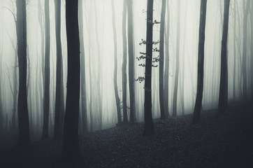 minimal forest landscape with fog