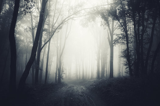 Fototapeta dark forest fog