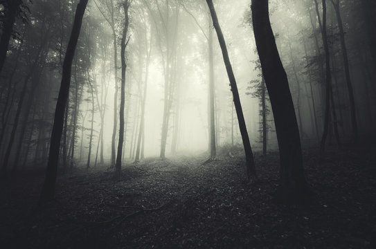 Fototapeta misty dark forest