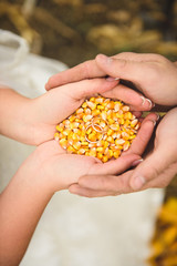 Wedding Rings in Corn Seeds