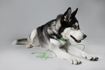 Young Husky in headphones laying on grey background