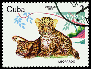 Stamp. Leopard cubs.
