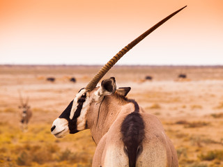Detailed view of gemsbok antelope - obrazy, fototapety, plakaty