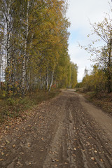 forest road