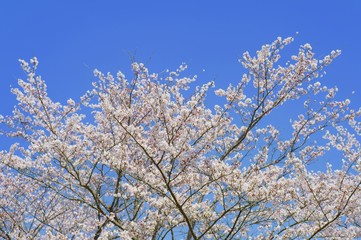桜の木