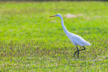 草原のシラサギ