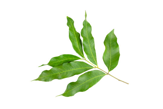 Dimocarpus, longan leaves on background