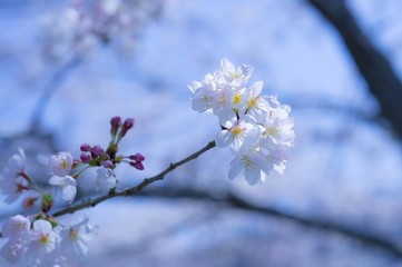 桜の花