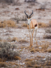 Young impala in Etosha Nationa Park